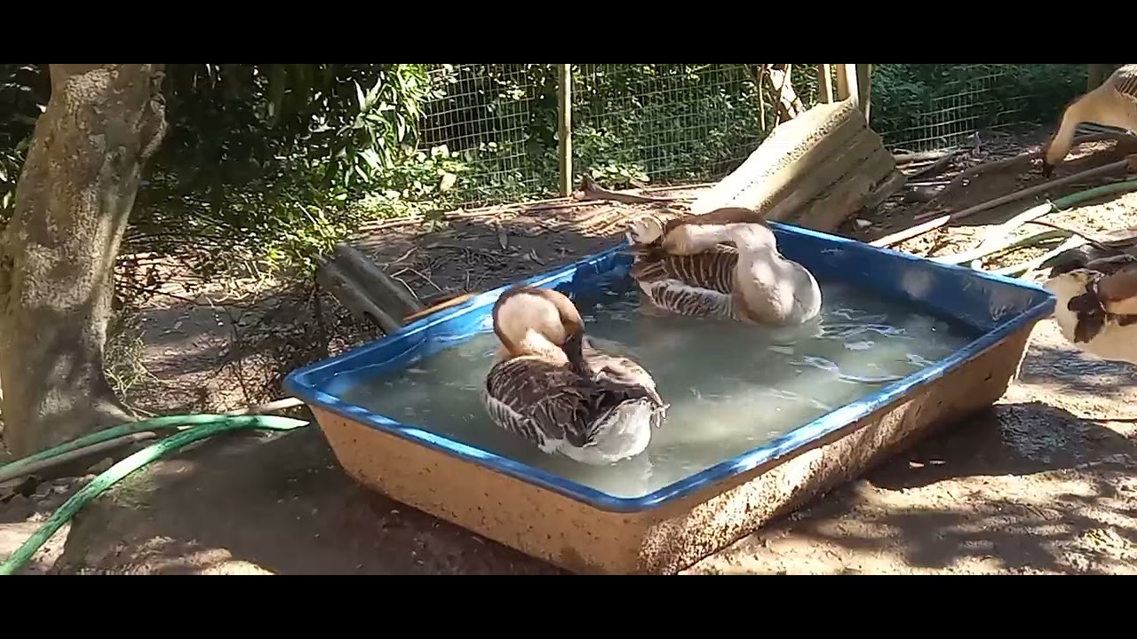 passando o dia tratando dos animais