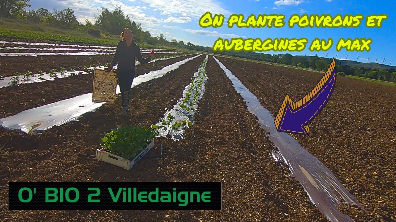 On plante au MAX pour rattraper le retard du à la pluie, oui la pluie..