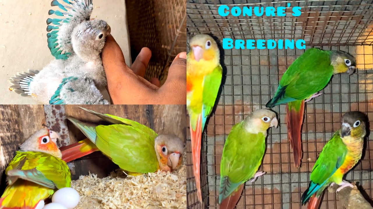 Conure parrot ki successful breeding | 1st time itne sade bache