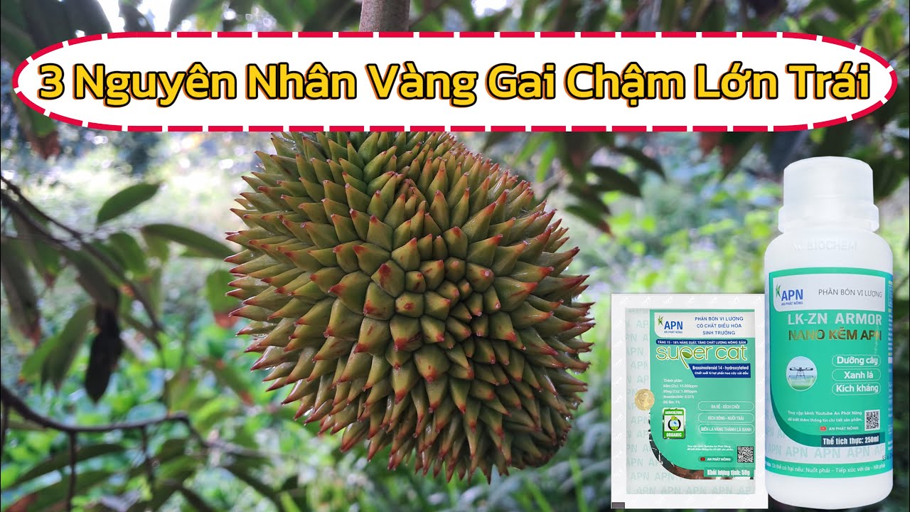 Nguyên Nhân Và Cách Khác Phục Sầu Riêng Vàng Gai Chậm Lớn Trái #saurieng #viral #durian