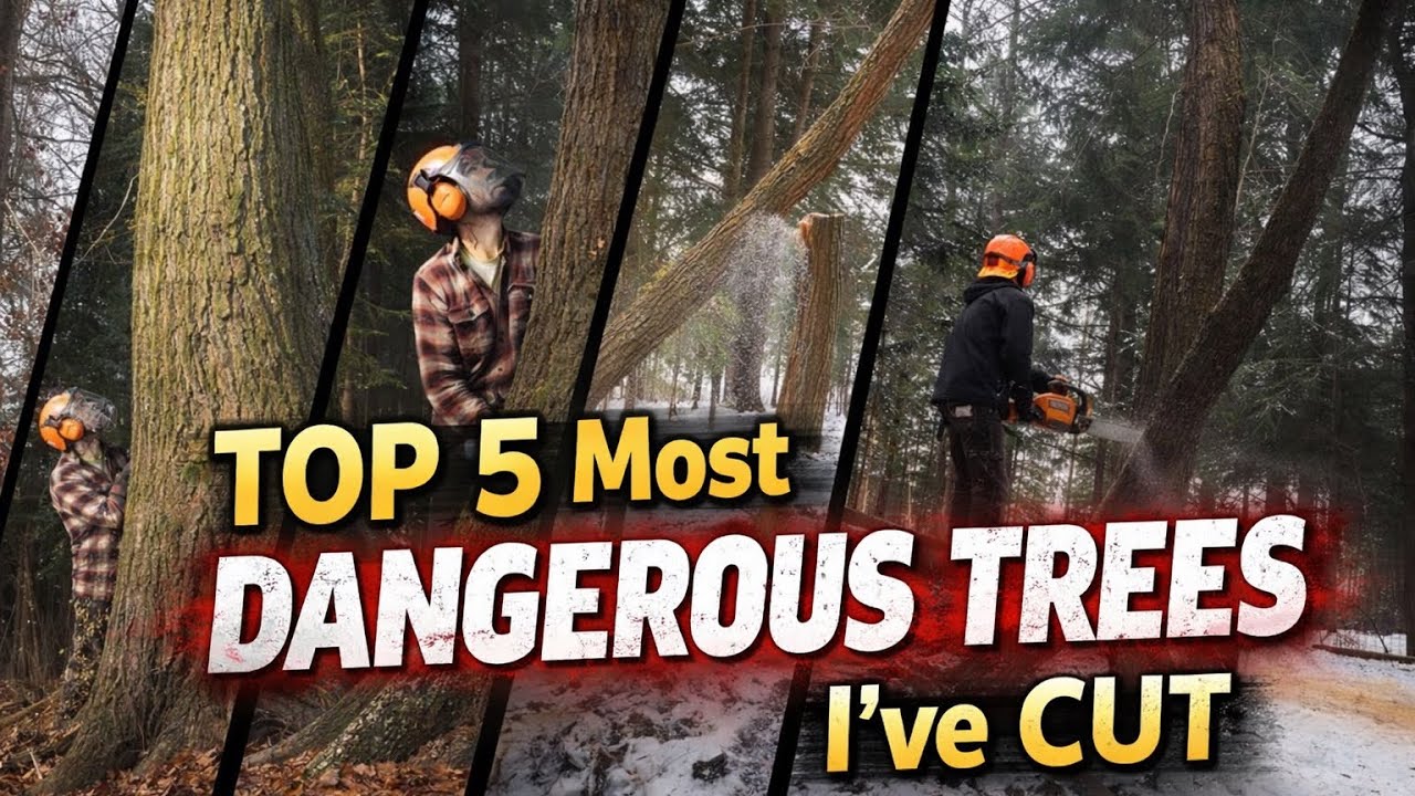 Top 5 most dangerous trees I’ve cut! 