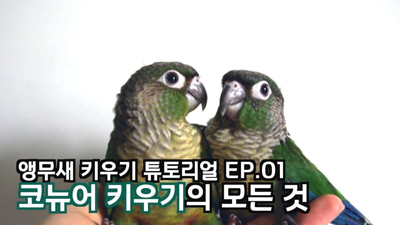 코뉴어 키우기의 모든 것(앵무새 키우기 튜토리얼EP.01)