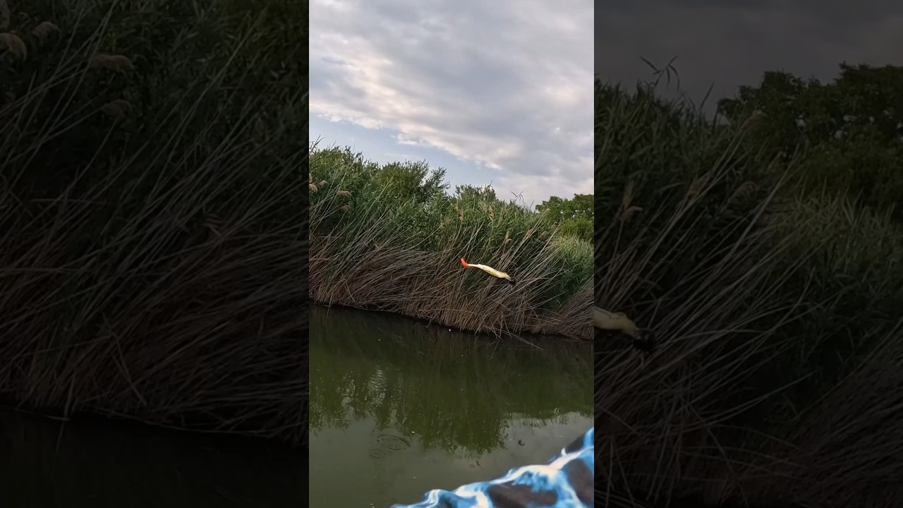 Bolond gumihal! Vissza! :D #savagegear #fishing #funny #zander #catfish #reflexes