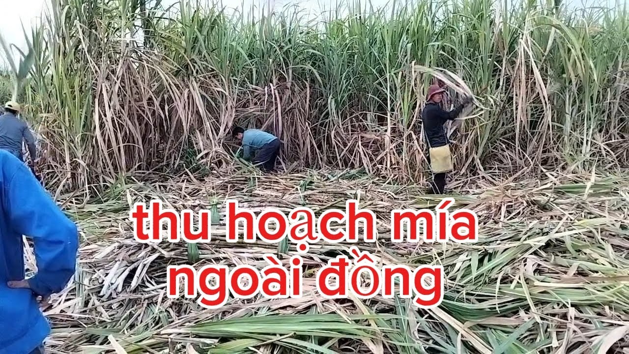 Về đậu cạn bị gày đòn dày, công đốn mía này quá víp