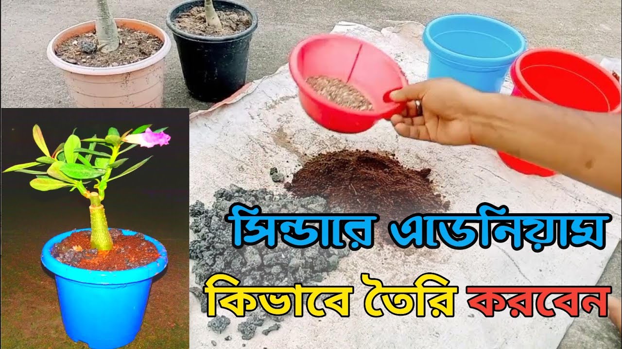 সিন্ডারে এডেনিয়াম গাছ কিভাবে প্রতিস্থাপন করবেন / How to grow Adenium in Cinder