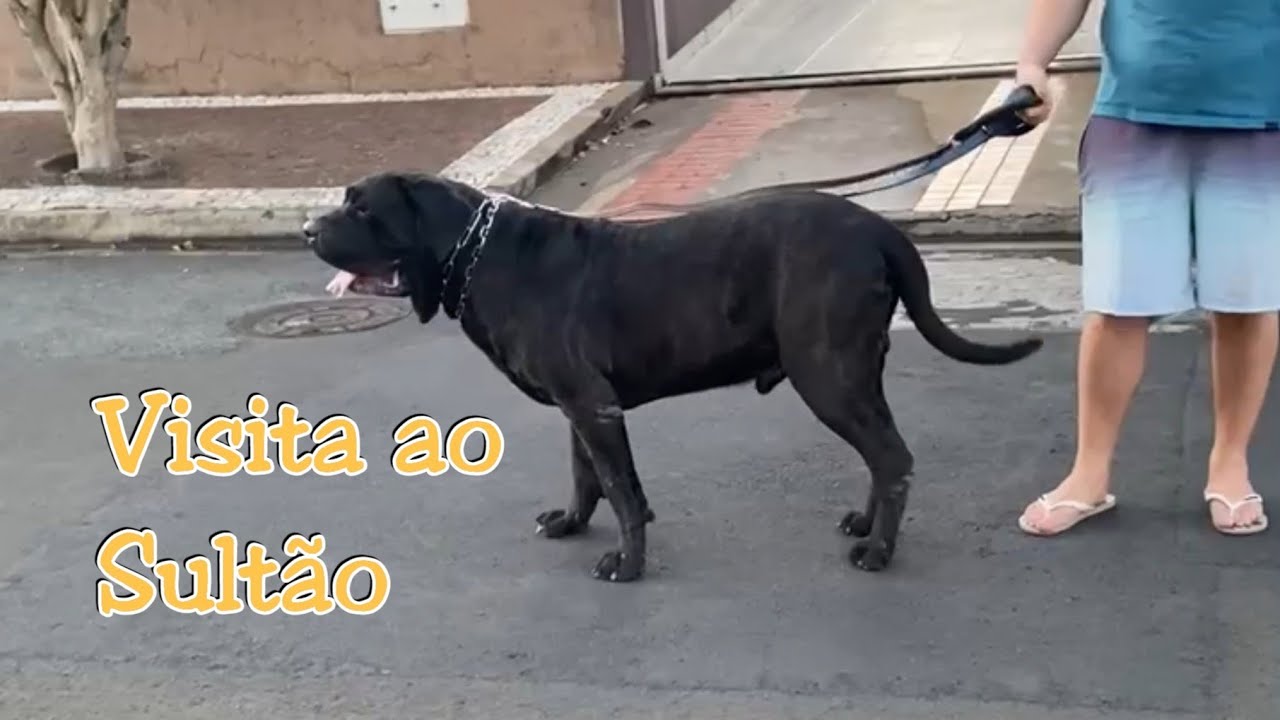 Como anda o pai do Kovero? Sultão do Itinga