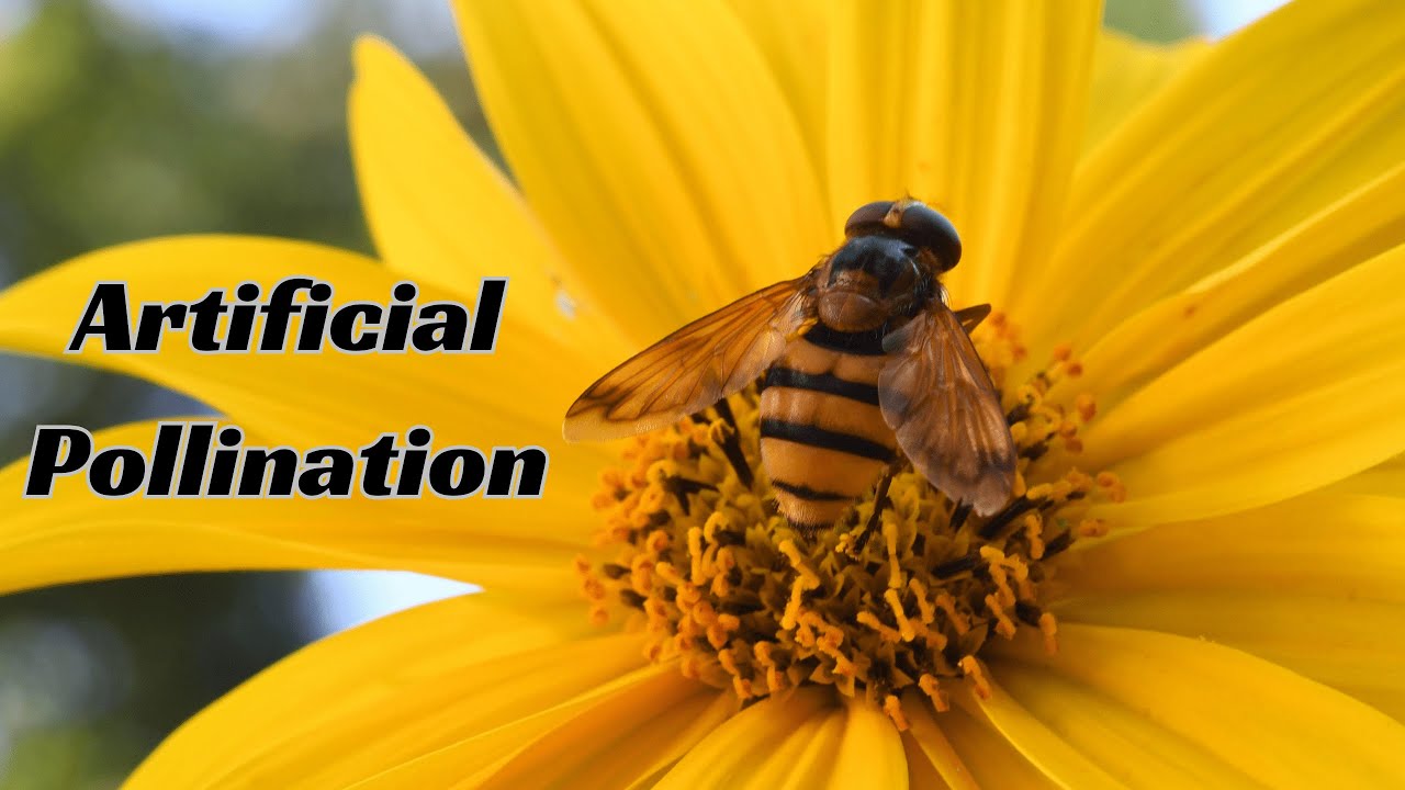 Artificial Pollination