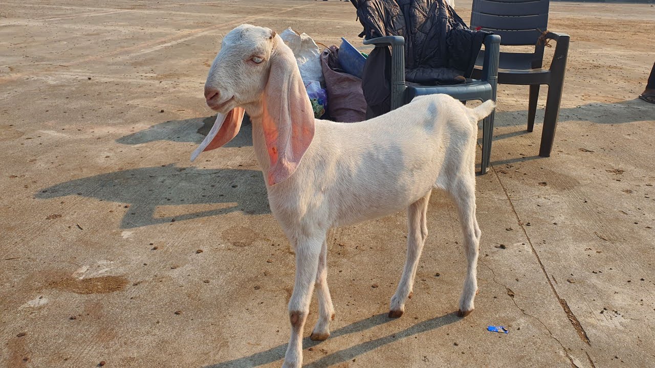 SACHIN BAKRA MANDI I SURAT BEST MANDI
