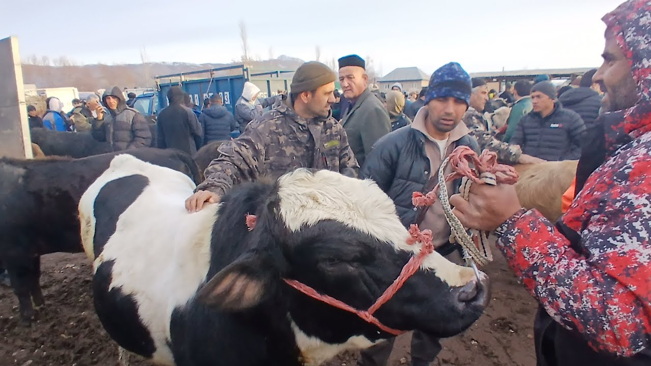 Якшанбе бозори н Ёвон мол кам бозорда 08 феврал 2026#молбозор 