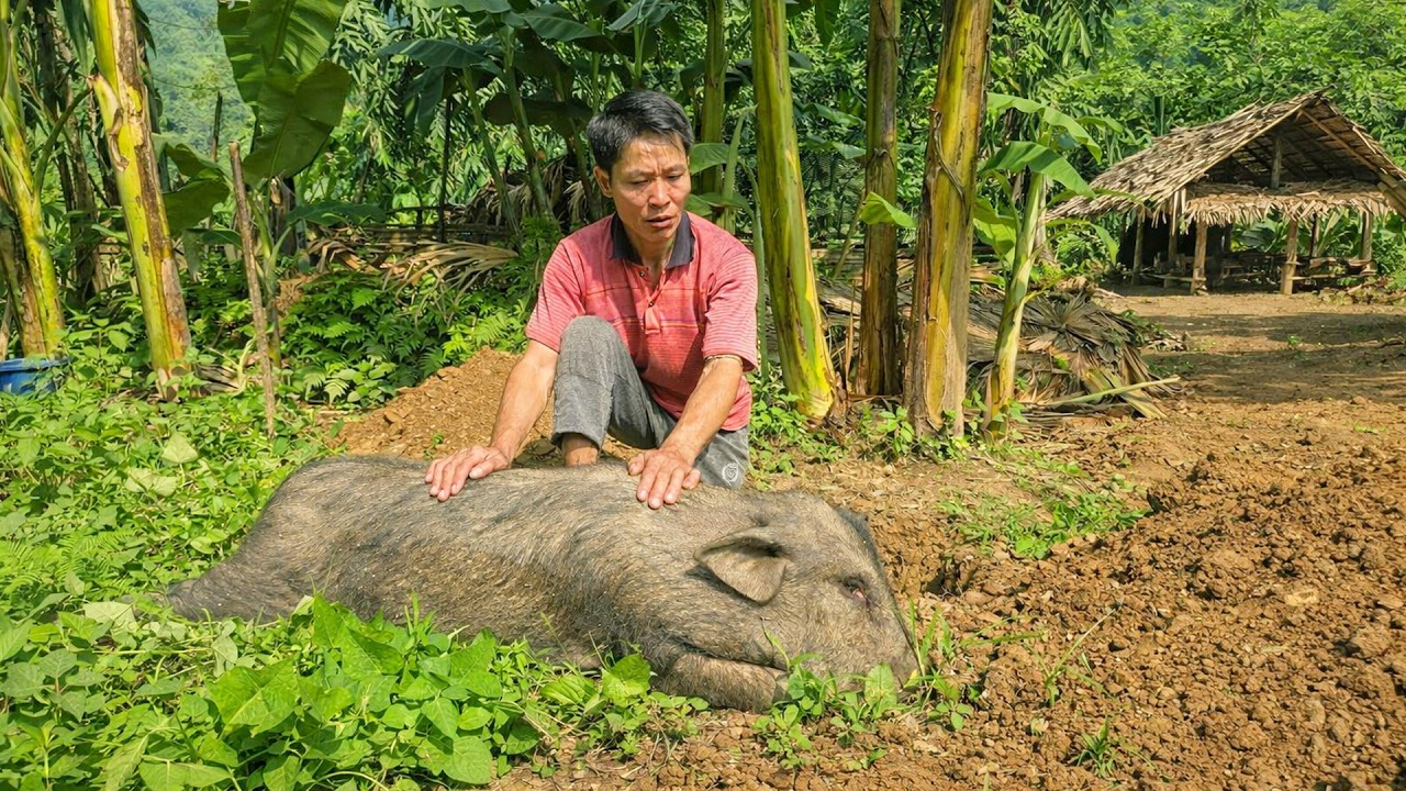 Sudden Loss of My Black Pig 😢| Swine Flu Prevention & Solo Grapefruit Harvest