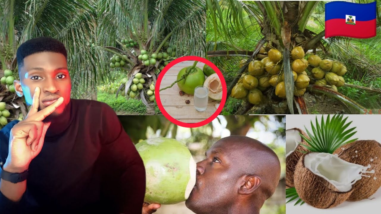 Lèw reve kokoye me kisa li reyèlman vledi 💯 me tout sinifikasyon li genyen joseph Enel55 🇭🇹