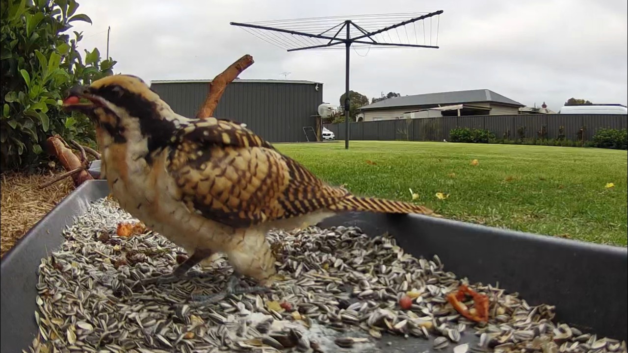 Eastern Koel comes for breakfast feast  | Australian Bird Feeder cam | 3/3/26 | cat tv | peewee |