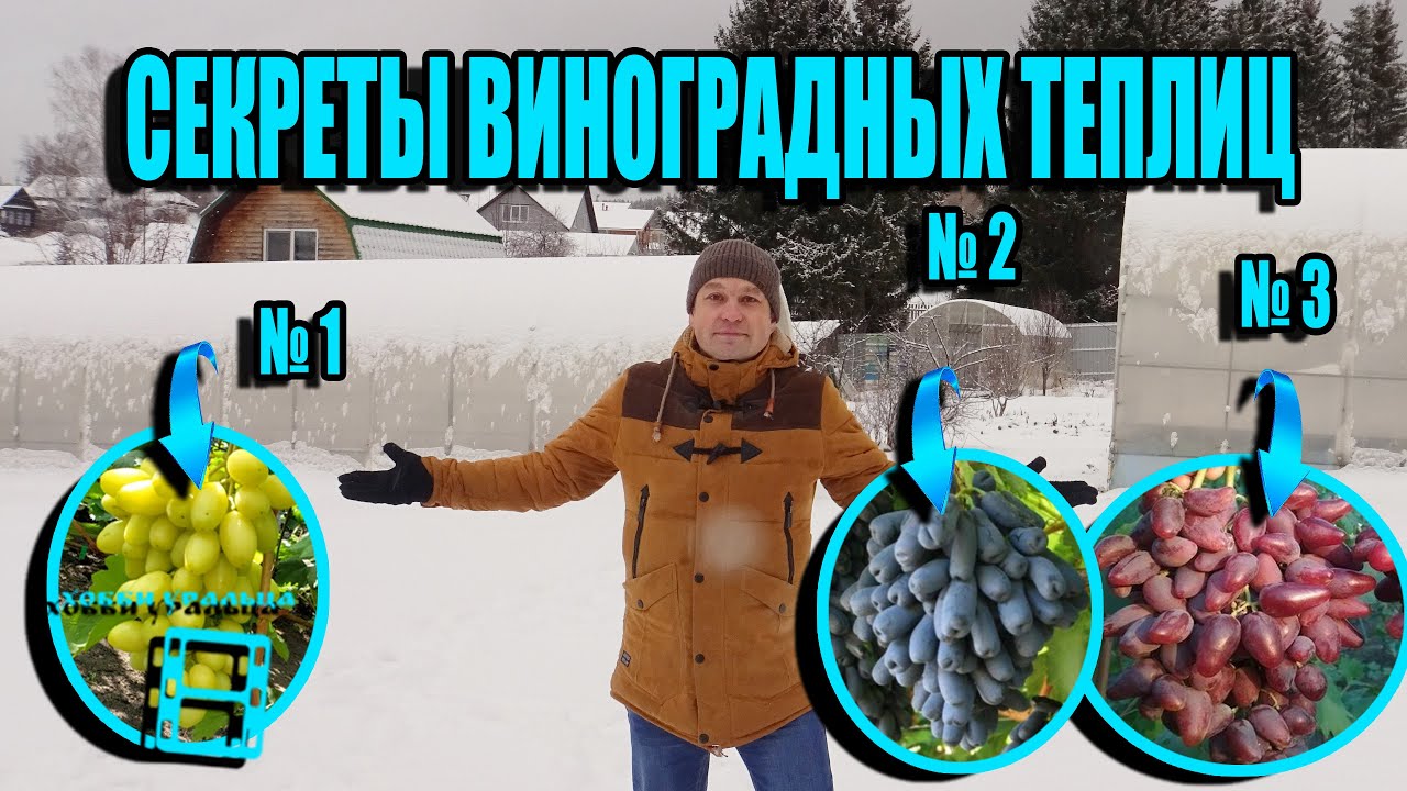 ТЕПЛИЦА ДЛЯ ВИНОГРАДА СВОИМИ РУКАМИ ВСЕ ТОНКОСТИ И НЮАНСЫ. СЕВЕРНЫЙ ВИНОГРАДНИК 25-21