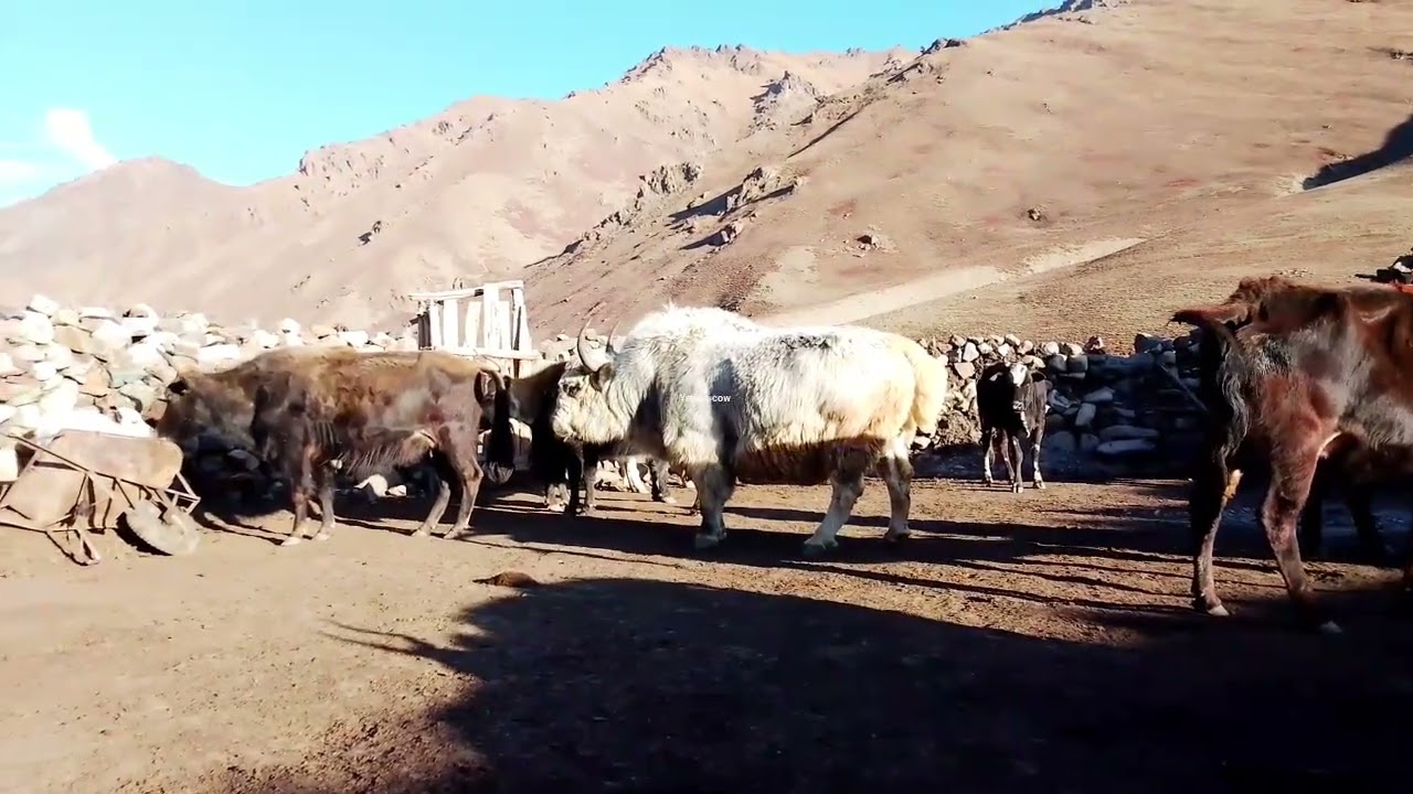 Biggest Bull 🐂 Wonderful Crossing 😍🥰  ||Yak vs cow||