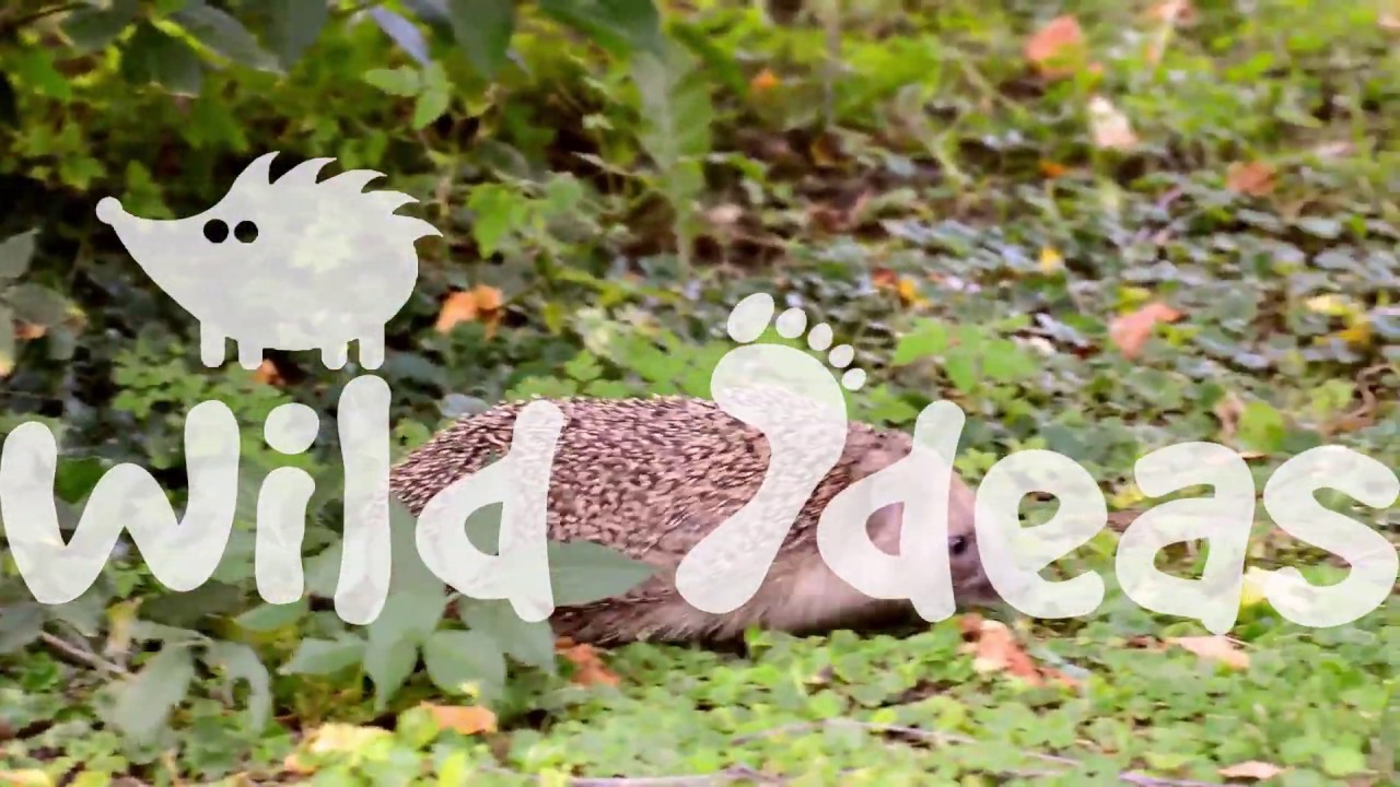 Hedgehog catch up