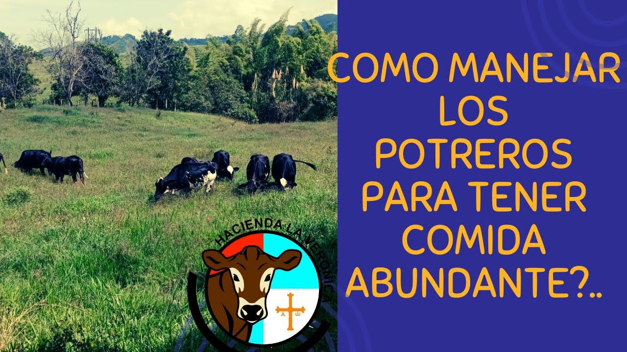 COMO MANEJAR LOS POTREROS PARA TENER COMIDA ABUNDANTE?..