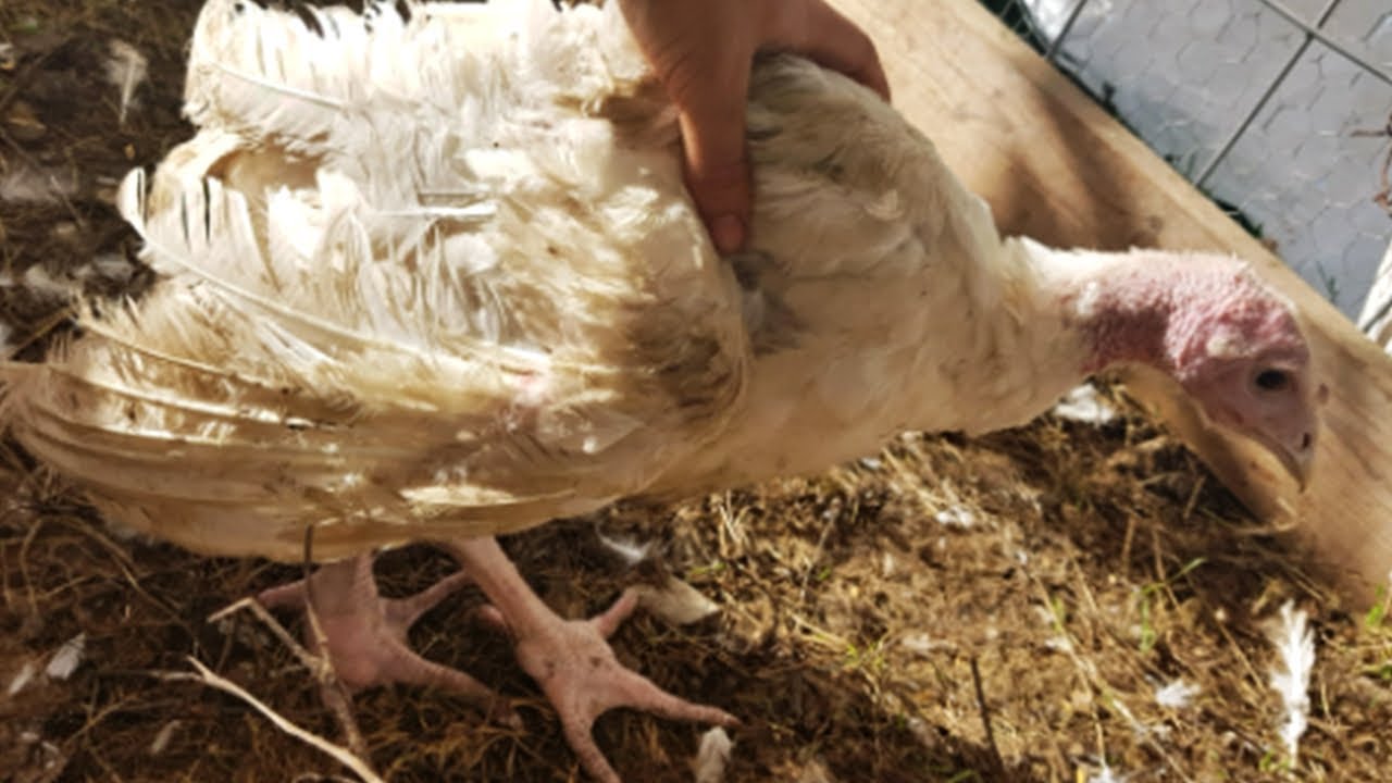 Peru DOENTE - O que fazer? Como tratar? Saiba aqui