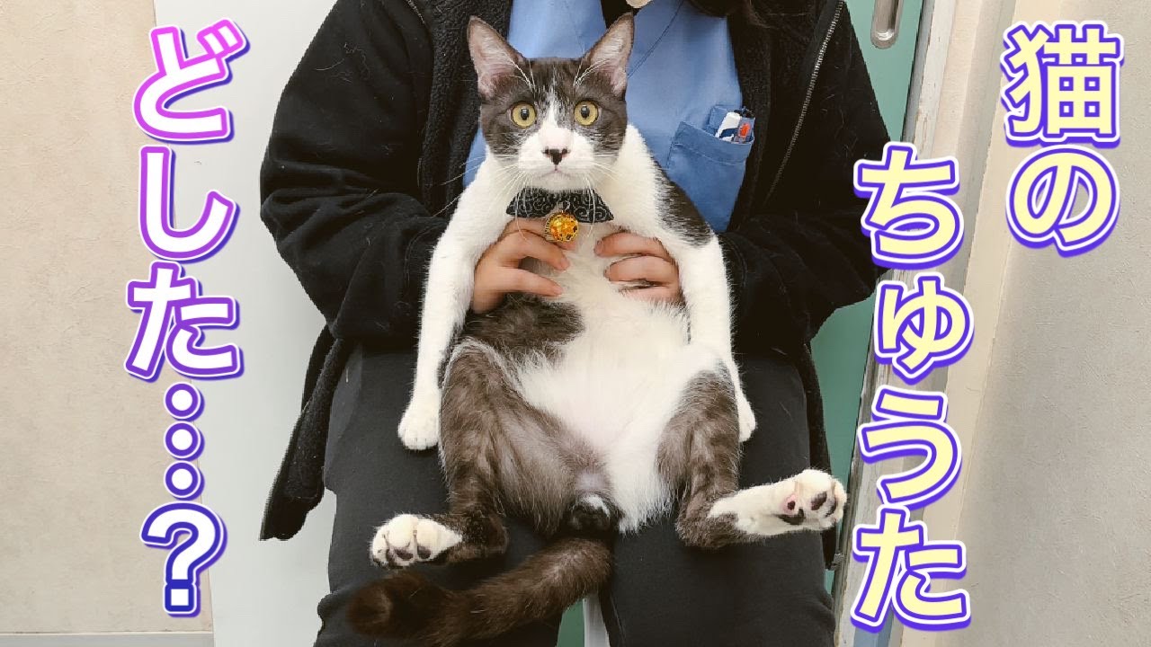 なんと２ヶ月で…猫のちゅうた衝撃の変化…！【仔猫の成長記録】