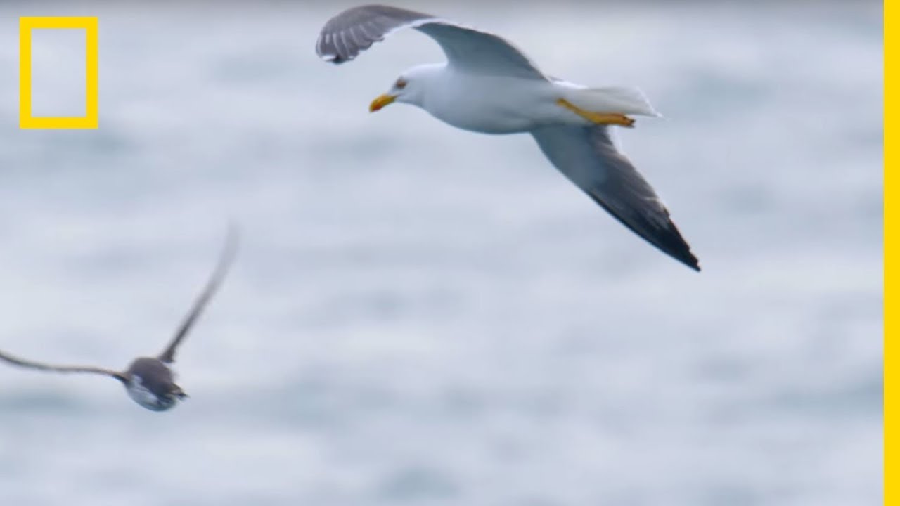 Ces goélands partent à l'attaque de petits guillemots