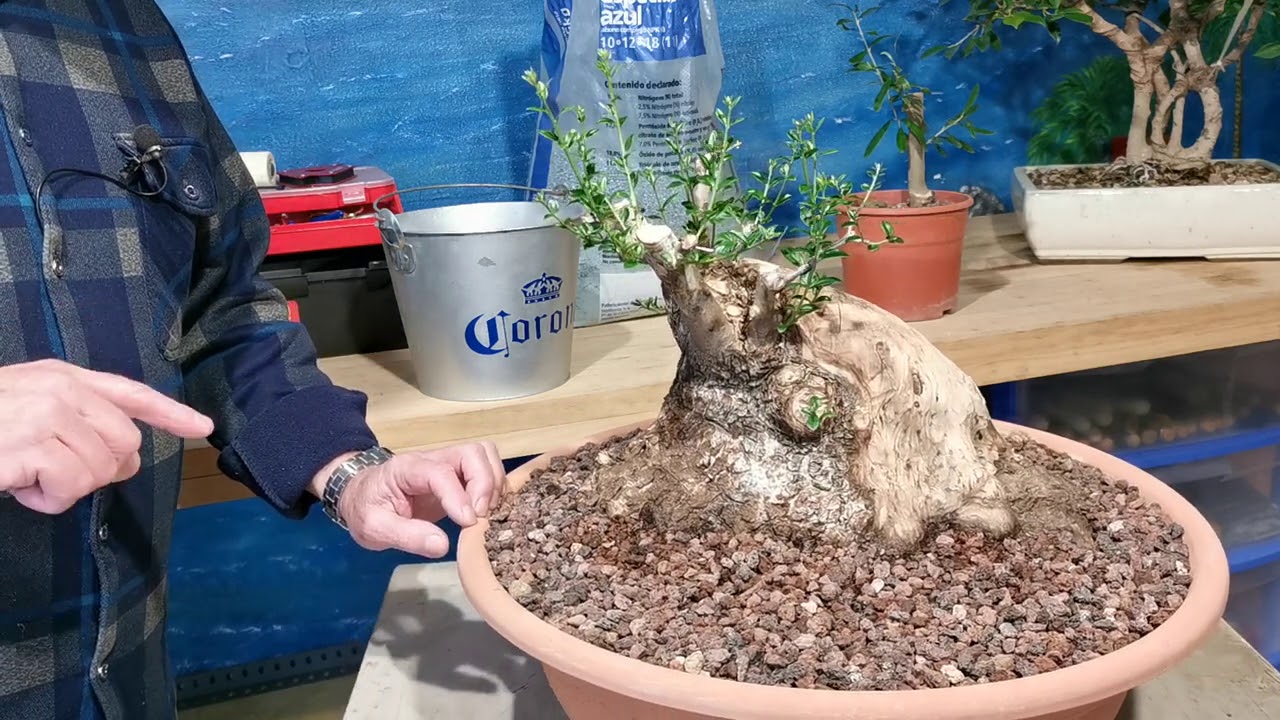 Estaca de olivo, abonos que uso, aplicación y cantidad, y un ficus.