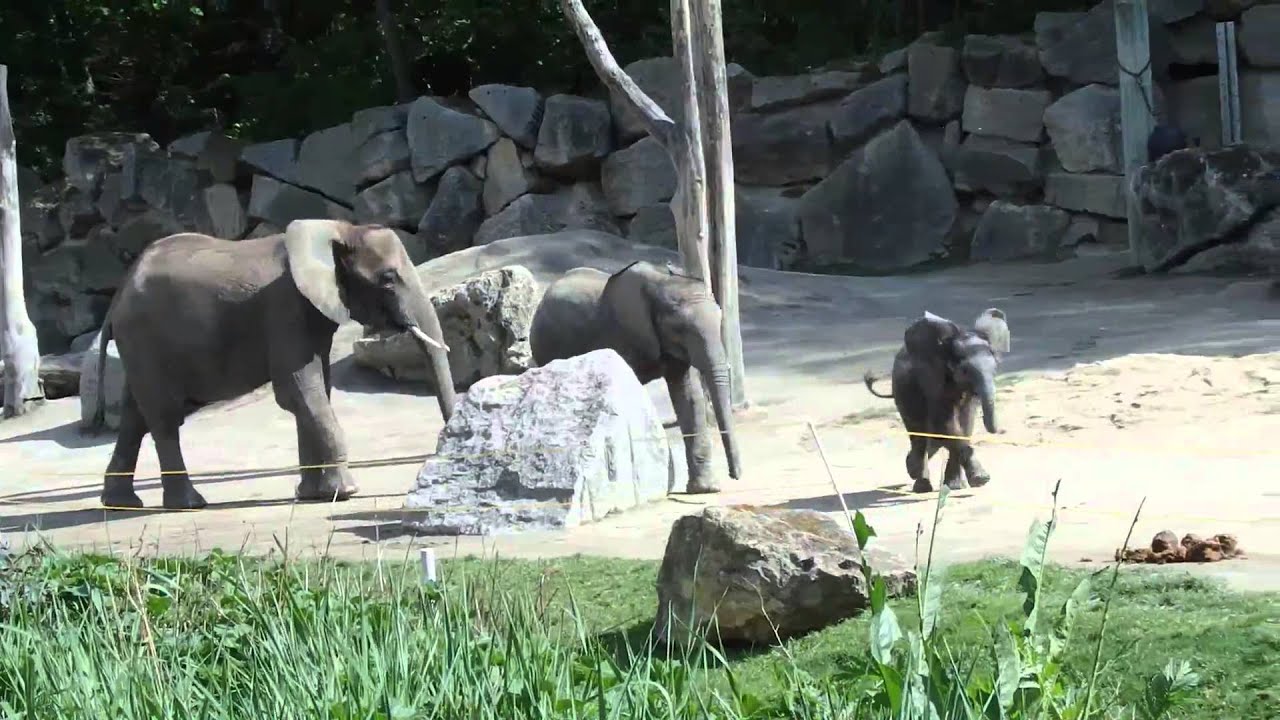 Tiergarten Schönbrunn Elefanten
