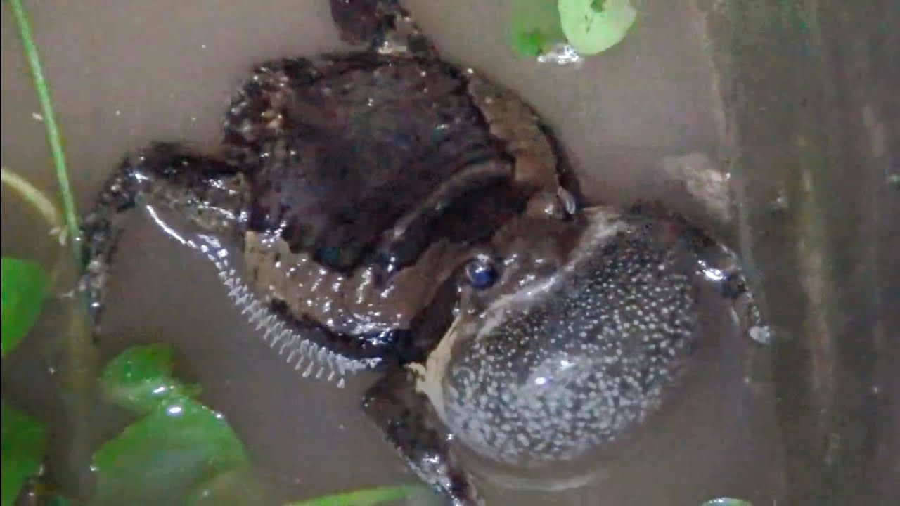 Frog​ song,​ the frog is climbing a tree looking for a way out