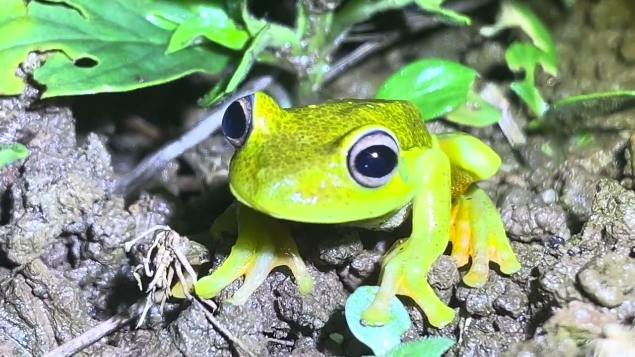 Alfredo tá muito impressionantemente verde