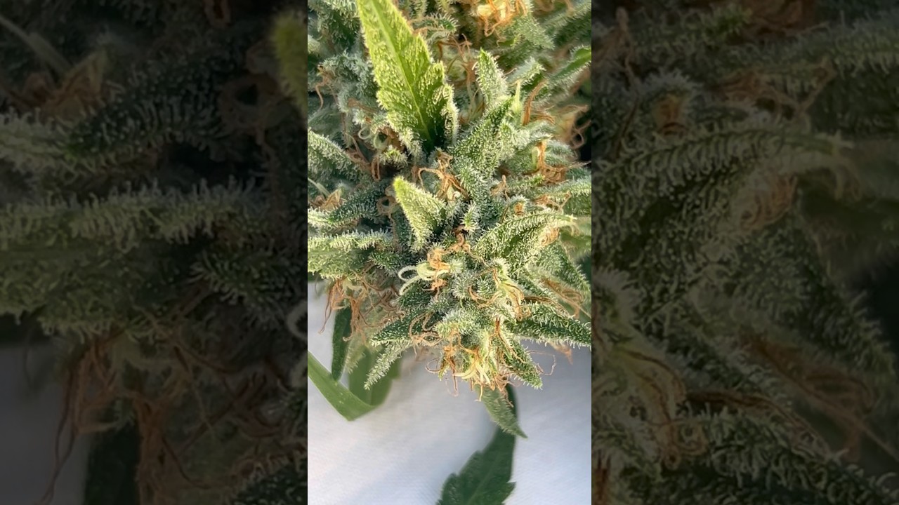 Corto Porras Principales de la Rainbow Melon #grow #shorts
