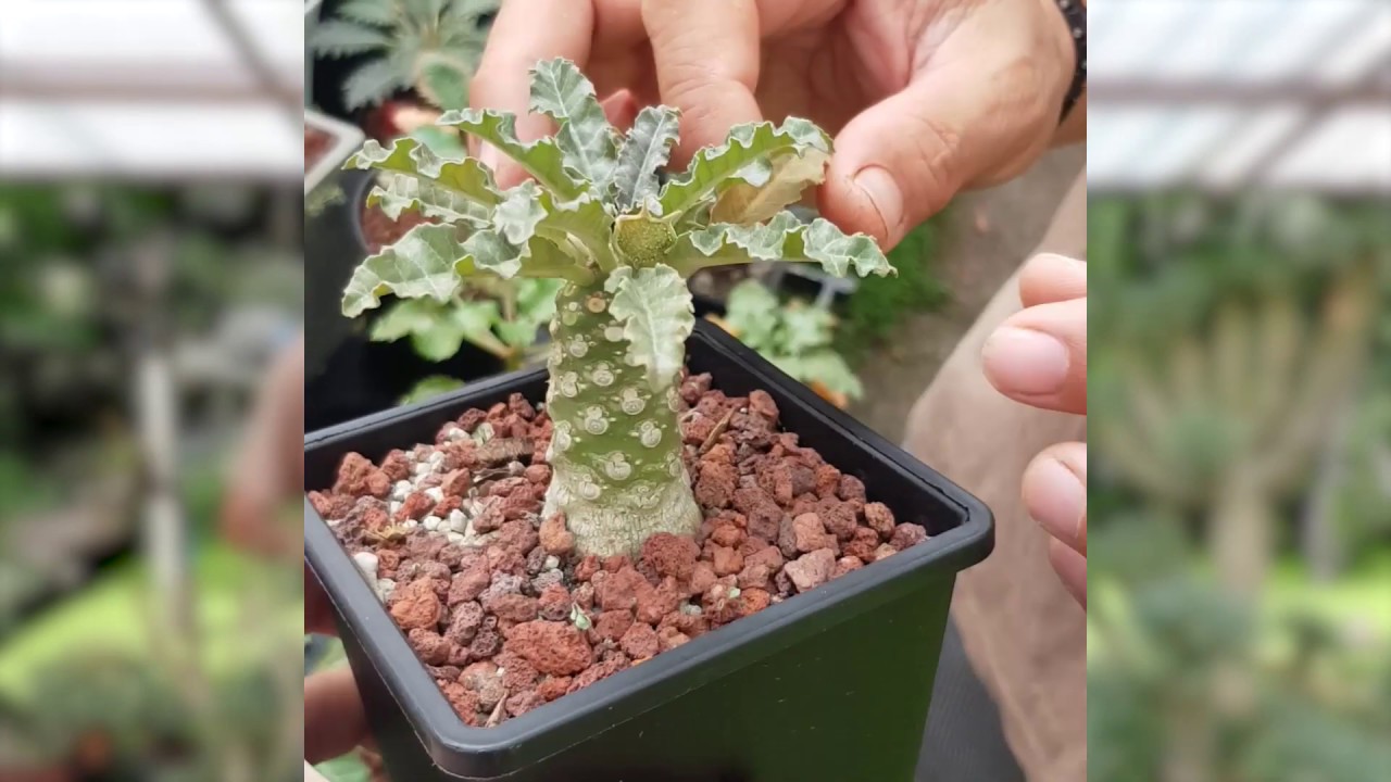 How to define Dorstenia hybrids เทคนิคการอ่านมะพร้าวทะเลทรายลูกผสม