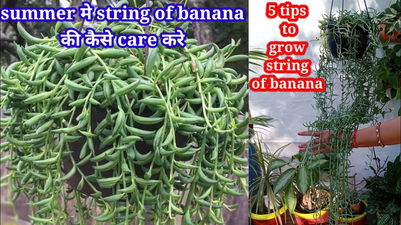 5 care tips of string of banana गर्मीयो मे string of banana कि कैसे देखभाल करे A to Z जानकारी