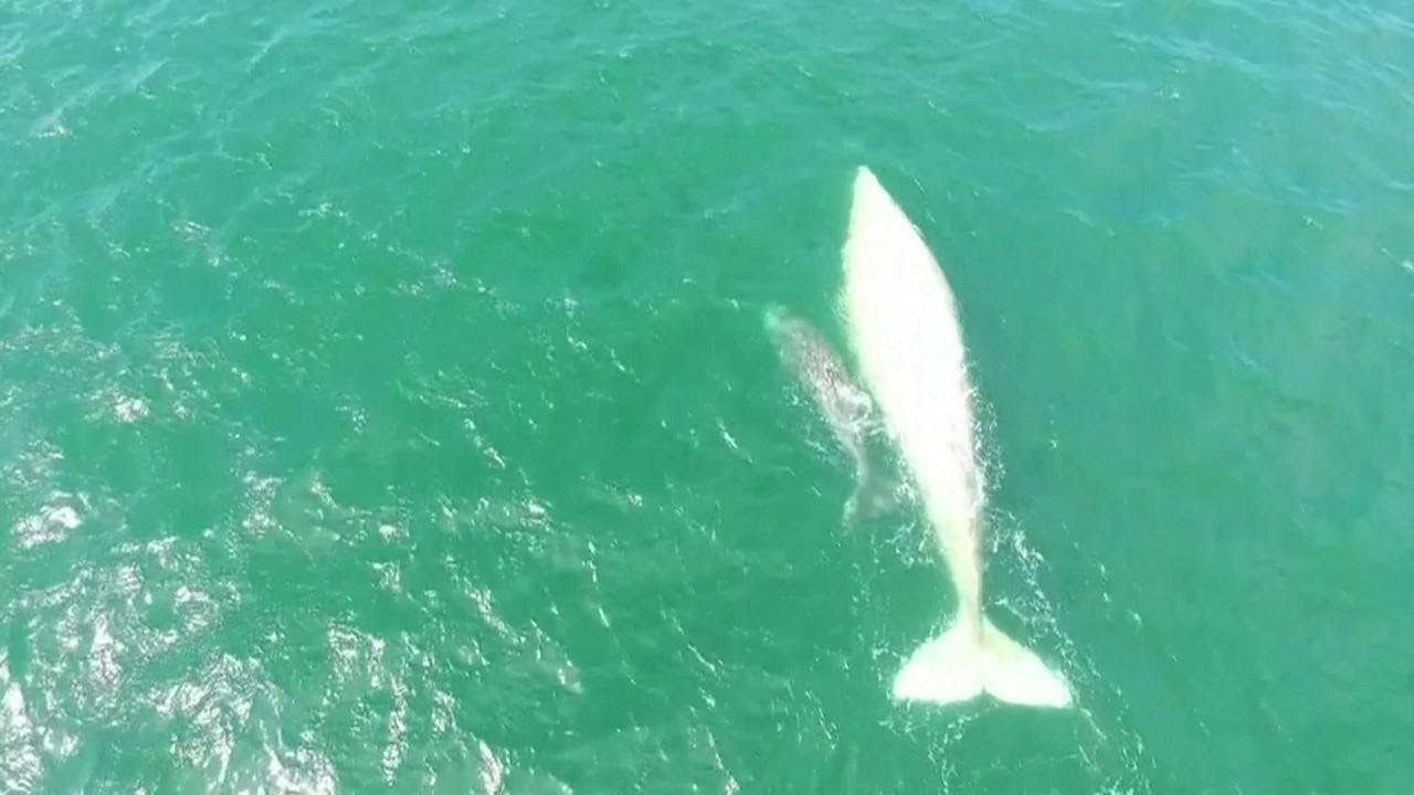 Zeldzame witte walvis gespot