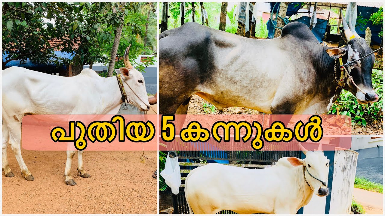 ഇതാണ് ഇപ്പോൾ വീട്ടിലുള്ള കന്നുകൾ | കാളപ്പൂട്ട് കാളകൾ | Kaalapoott Kaalakal | #Kannukal