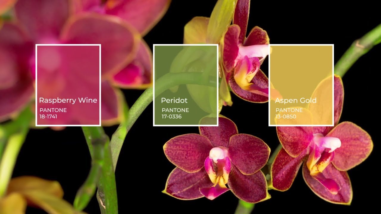 Pantone Raspberry Wine, Peridot, Aspen Gold