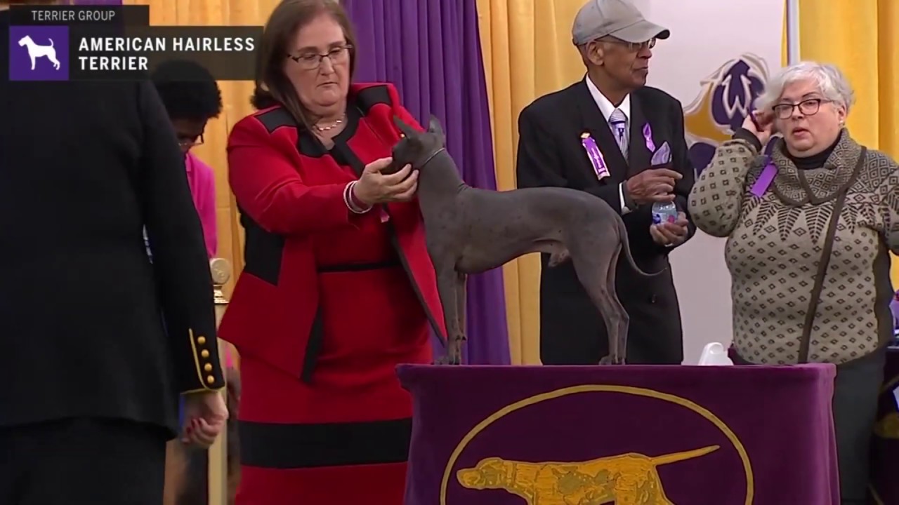 American Hairless Terriers | Breed Judging 2020