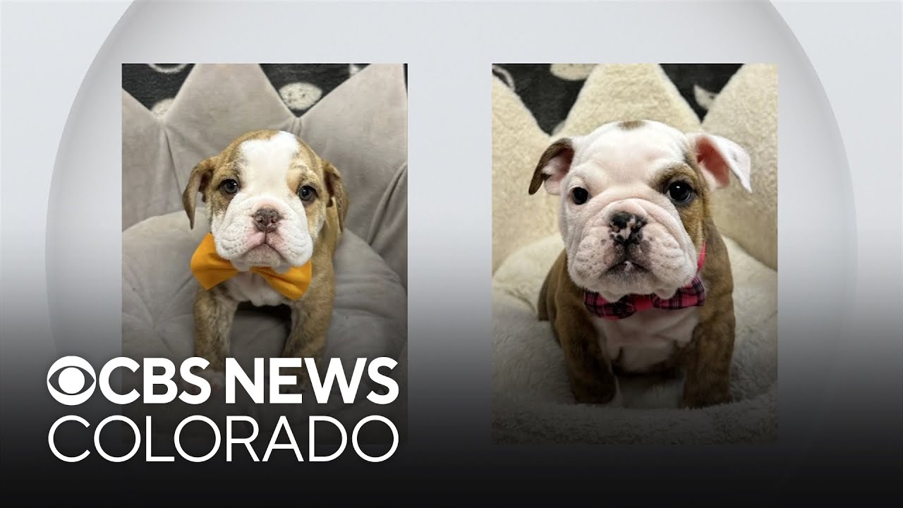 Arapahoe County investigators need help finding puppies stolen from pet store