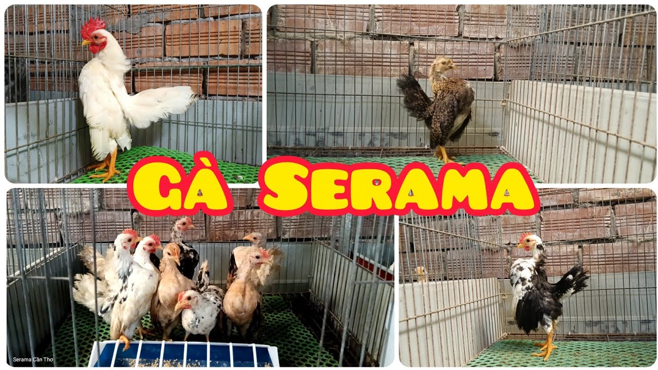 Gà Serama đẹp 27/ 09 | Trại gà Serama Cần Thơ.