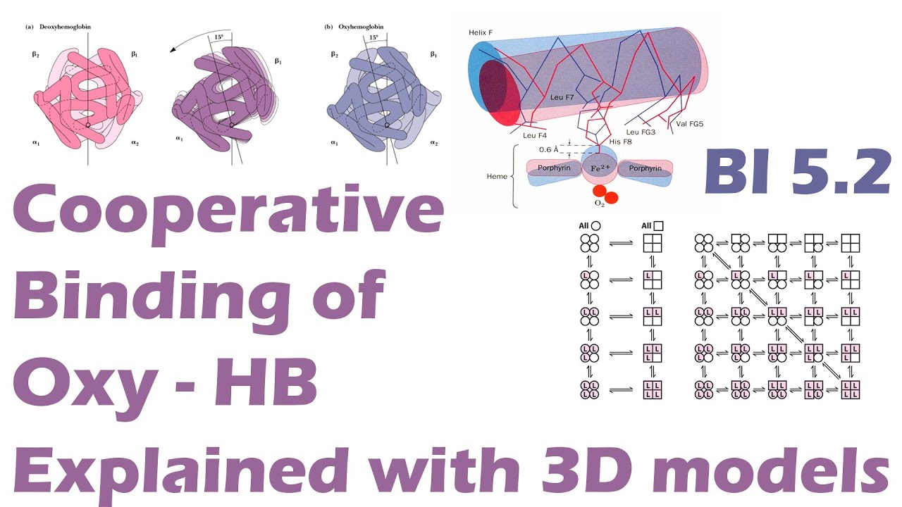 Cooperative binding of O2 with Hemoglobin T and R forms explained with 3D models and illustrations.