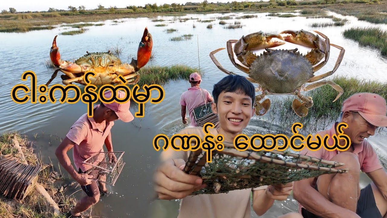 ငါးကန်ထဲမှာ ဂဏန်းမြုန်းထောင်တဲ့နေ့ 🦀 | Village Vlog