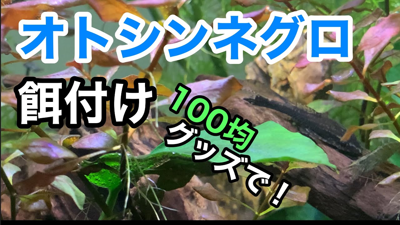 【オトシンネグロ餌付け】100均グッズで出来る！アクアリウム初心者必見！【アクアリウム】