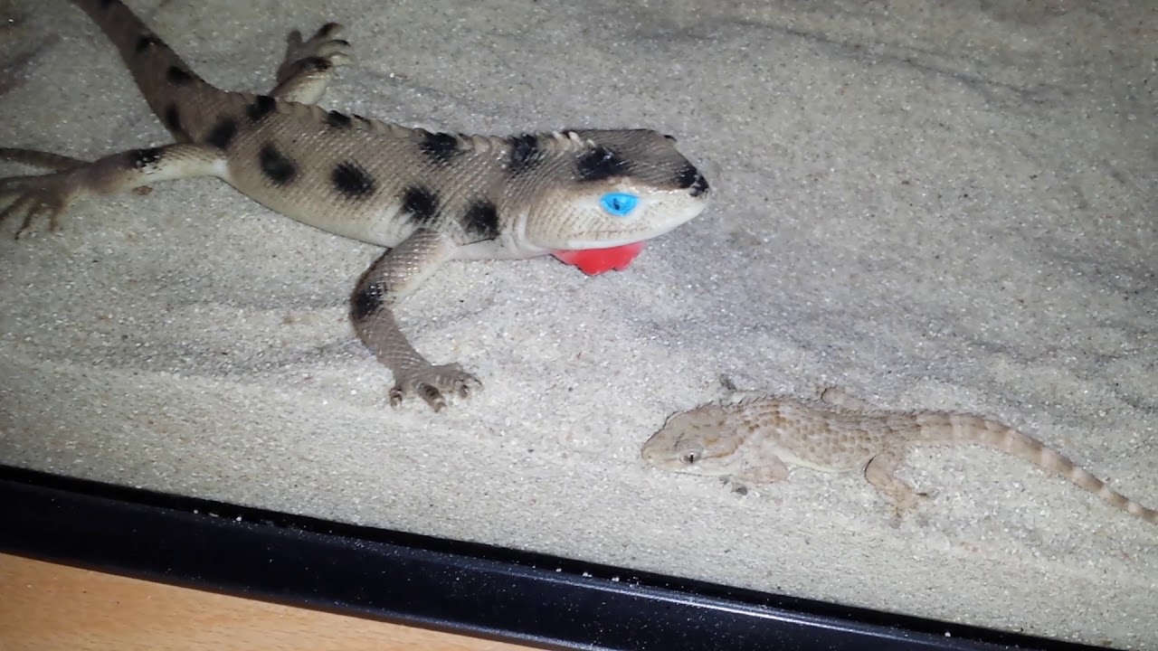 Mon gecko est arrive nourissage sa tourne mal (il mange pas)