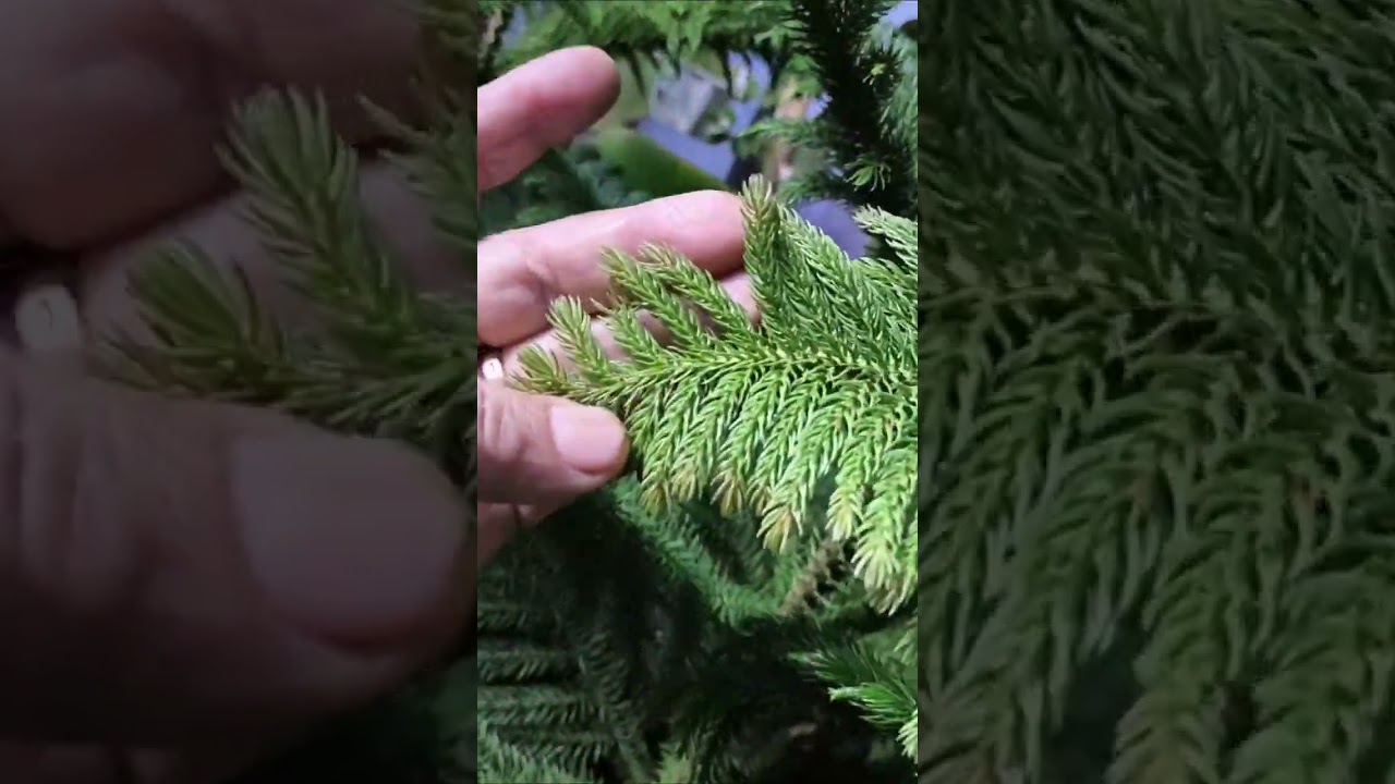 flovers_plant_world