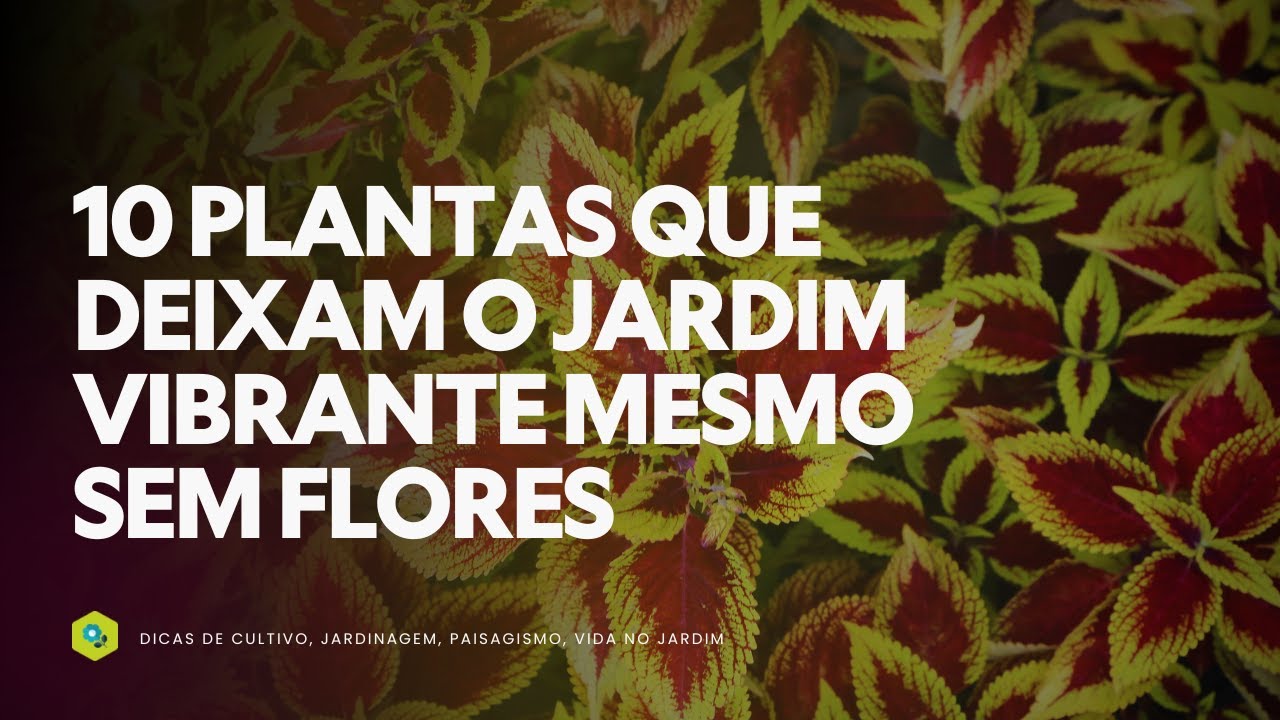 10 PLANTAS que deixam o JARDIM VIBRANTE mesmo SEM FLORES