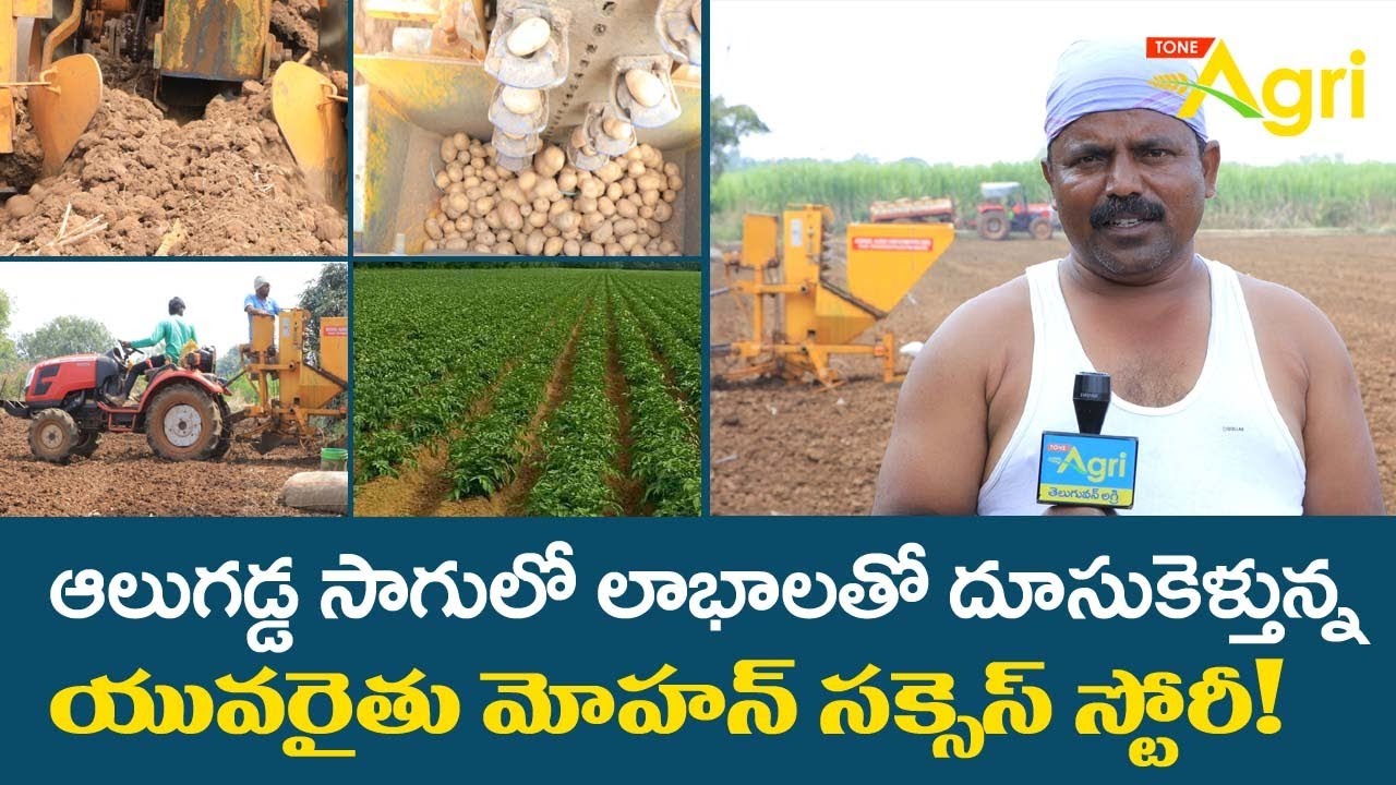 Aloo Gadda, Potato Farming in Telugu | ఆలుగడ్డ సాగులో లాభాలతో దూసుకెళ్తున్న యువరైతు..! Tone Agri
