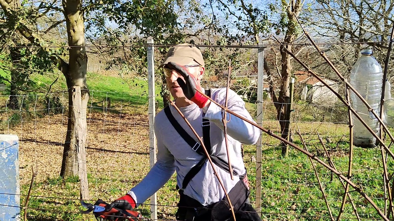 Recuperación de la forma de conducción de un viñedo en Zurita, Cantabria