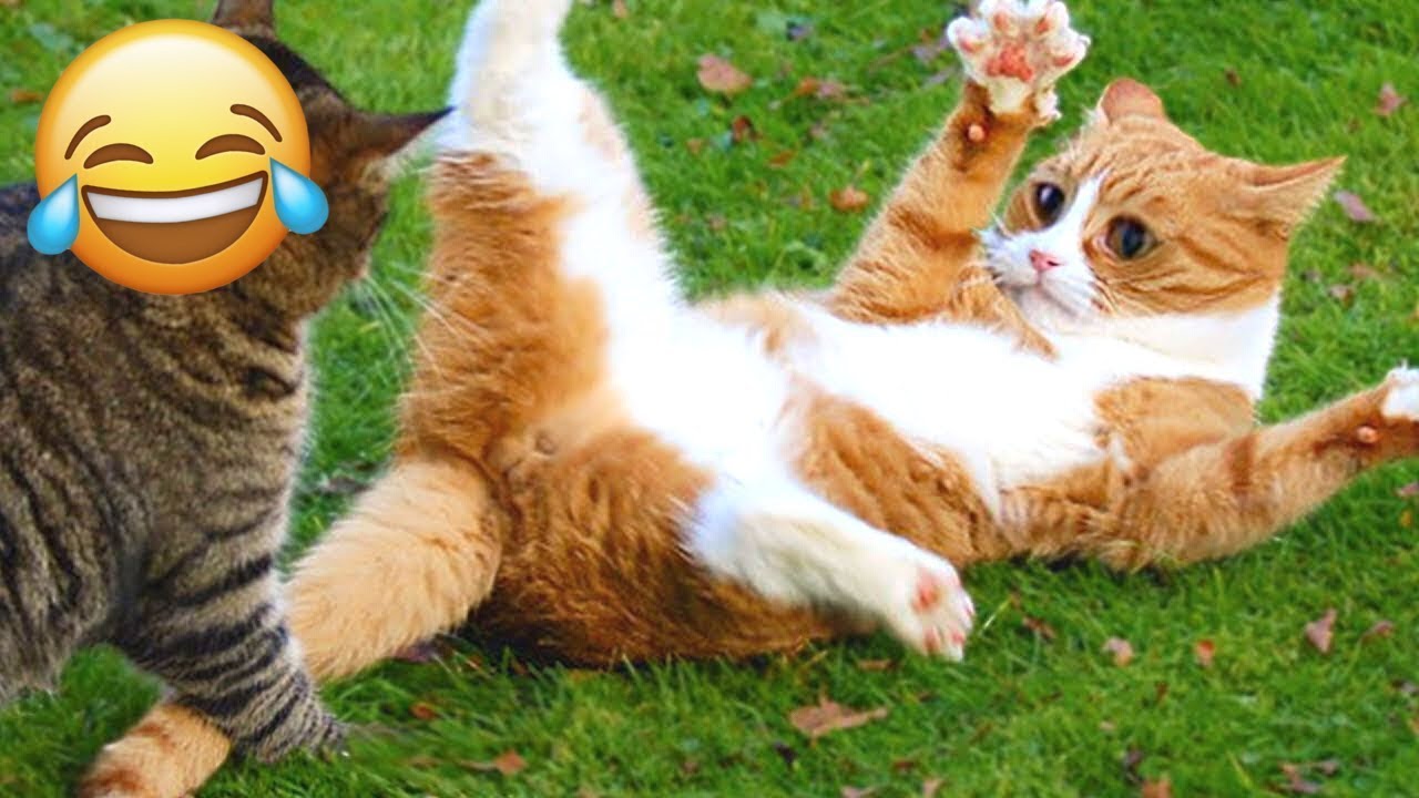 20 Minutes of Funny Cat Videos 😹😊