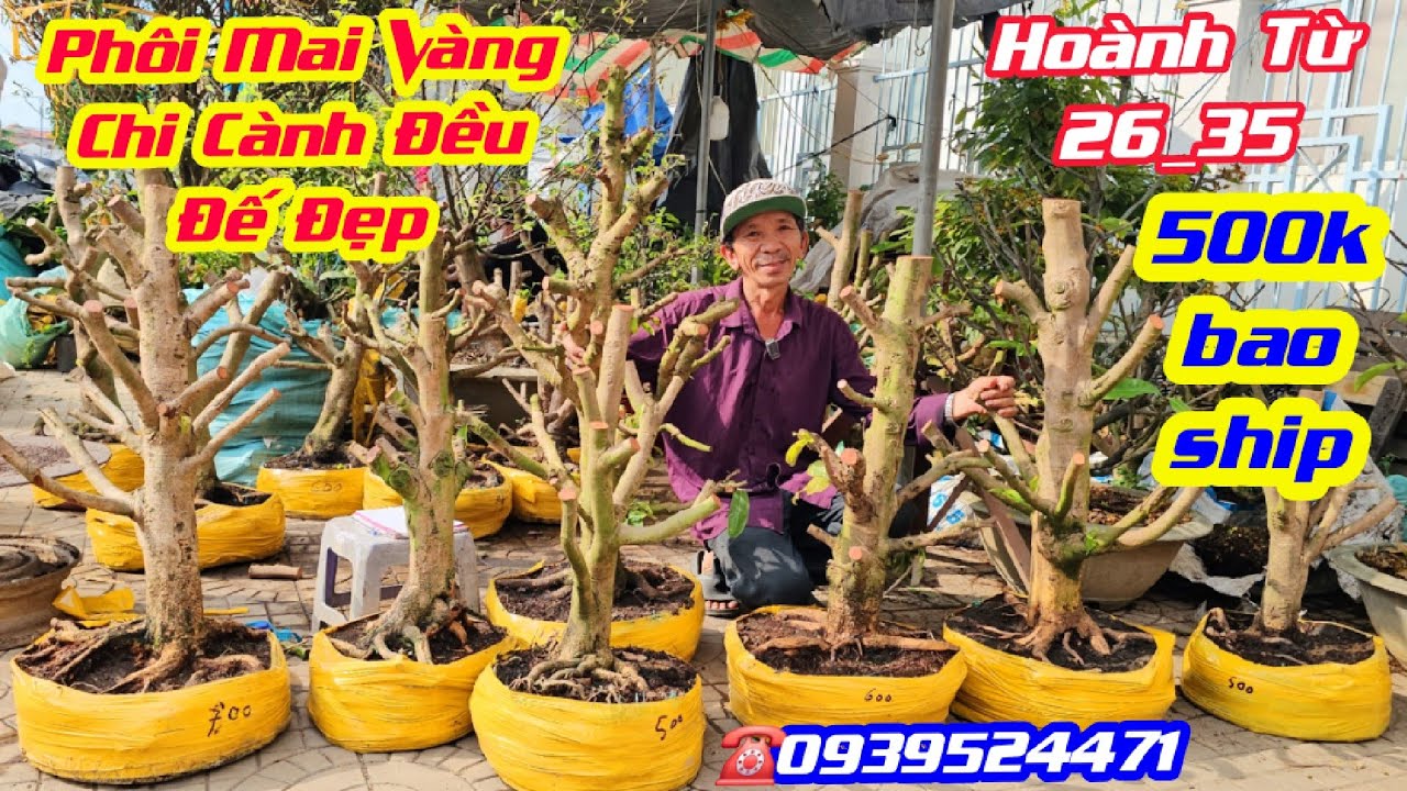 #0939524471, Chào Bán 28/2, Phôi Mai Vàng Đế Đẹp, Chi Cành Đều, hoành từ 26_35/ Giá Rẻ/ CS Cần Thơ