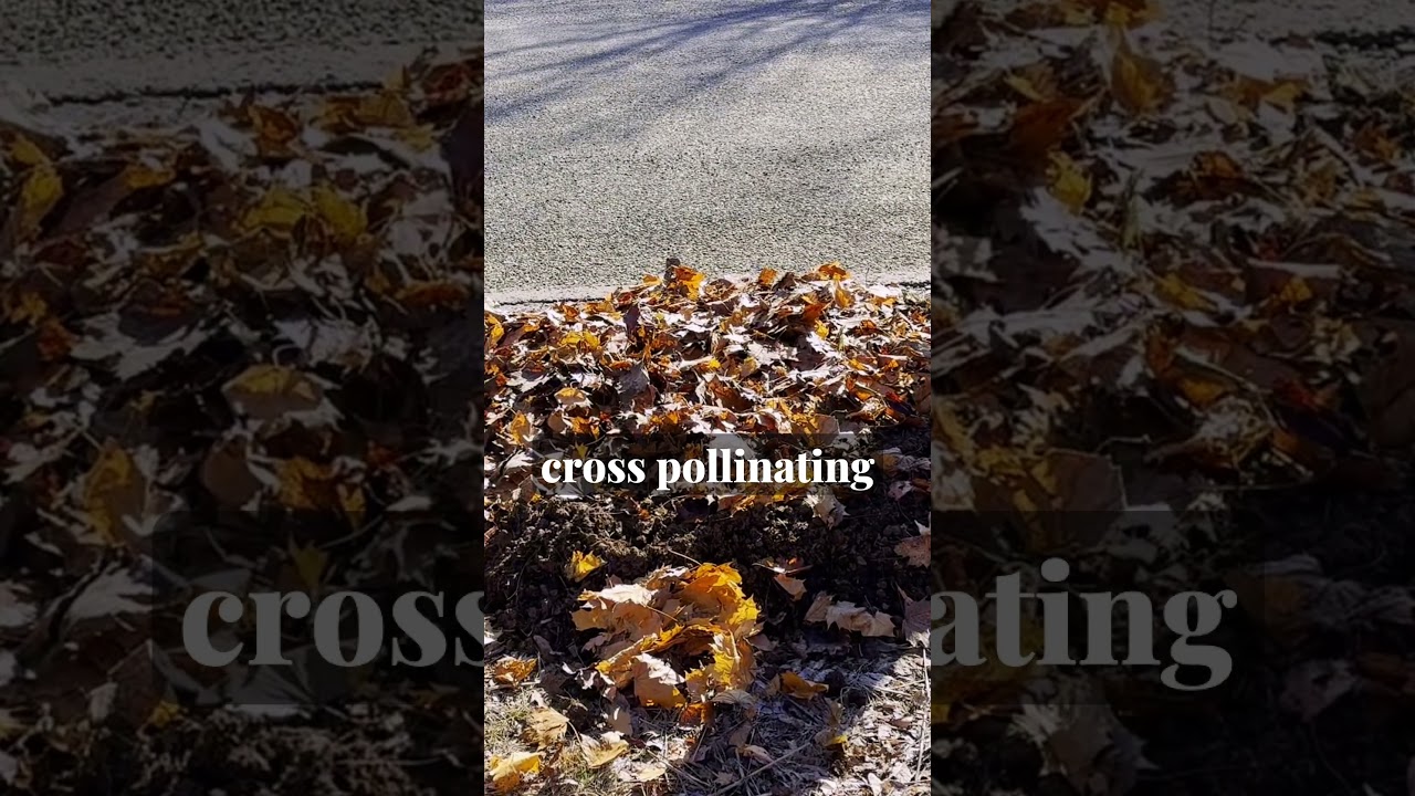 Leaves are an Incredible MULCH