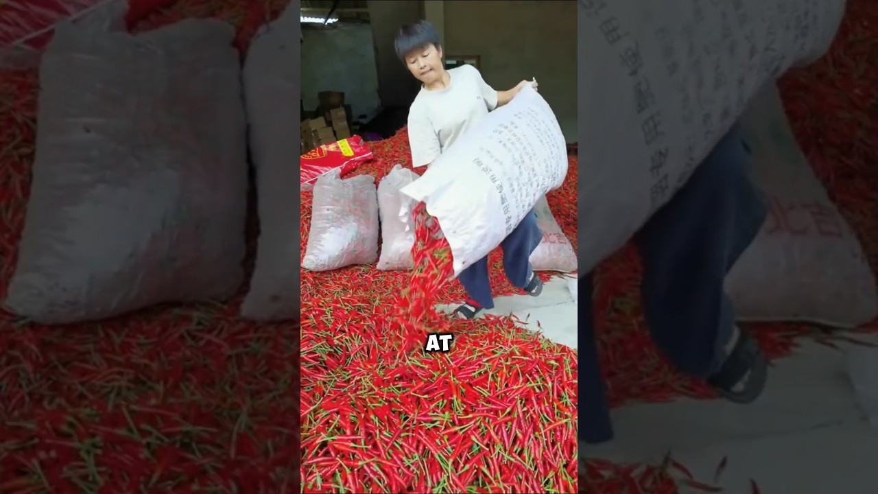 Chilli cultivation along with maize 😱