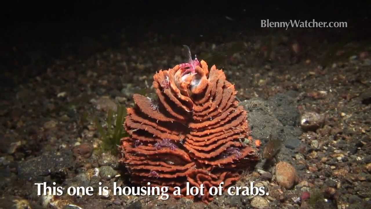 Sea Pen Behavior from BlennyWatcher.com