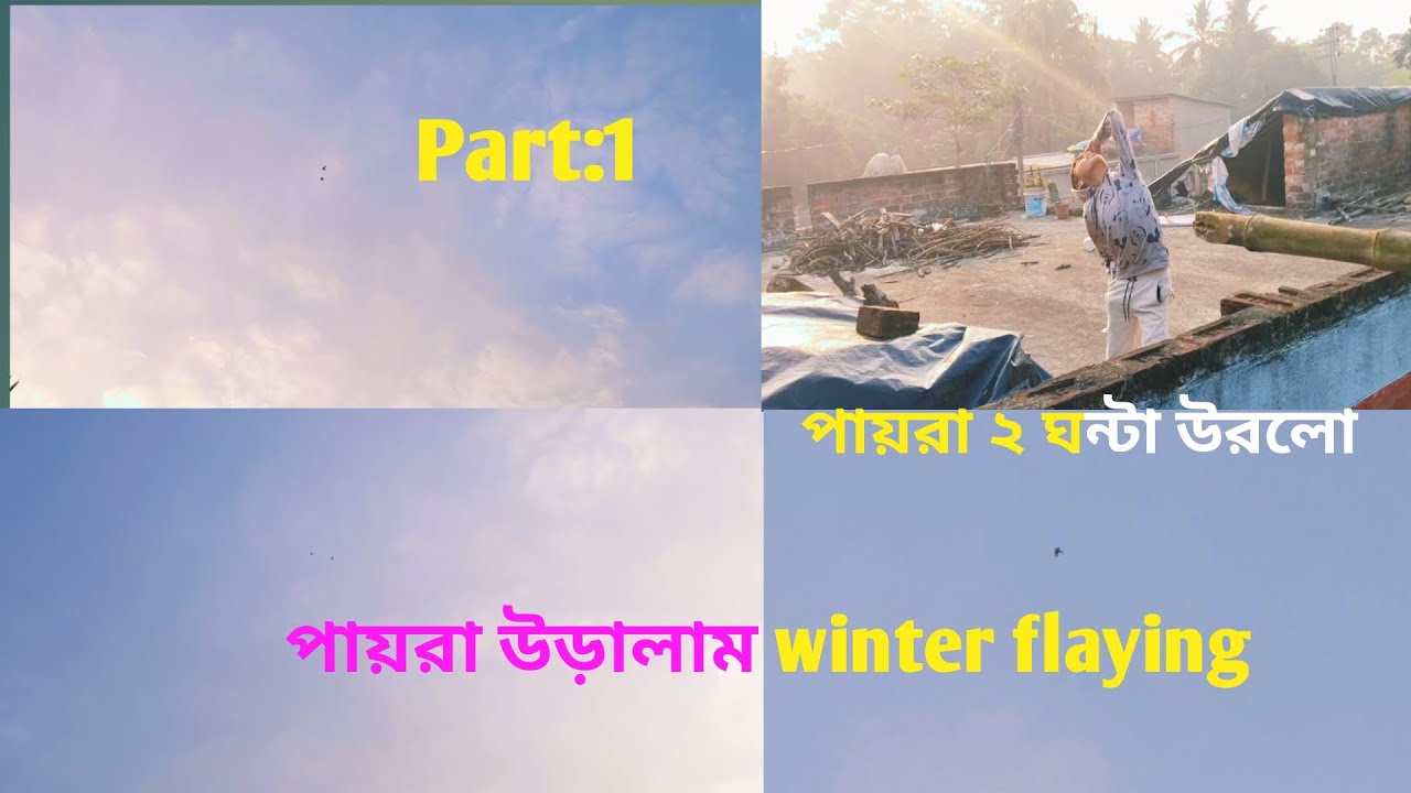 Winter Pigions flying training 2 hours flying#pigeon #viral#trending #ytvideo #youtubeshorts 